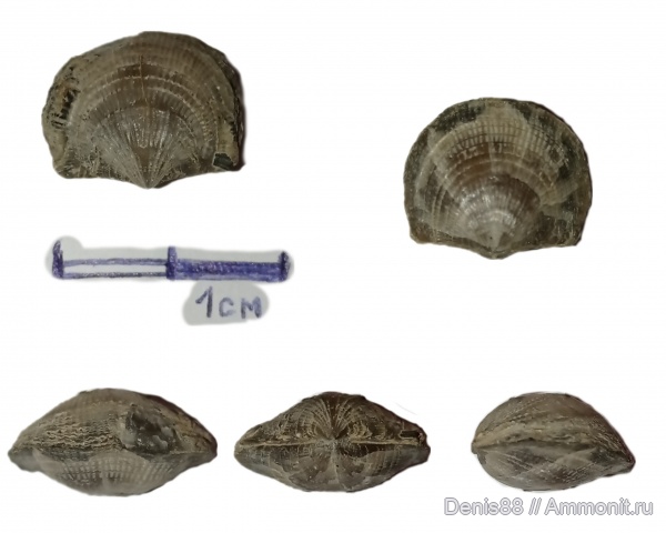 верхний девон, франский ярус, Республика Коми, Iowatripa