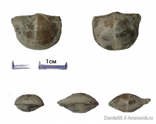 верхний девон, франский ярус, Республика Коми, Iowatripa