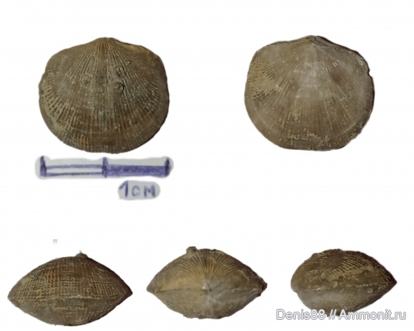 верхний девон, франский ярус, Республика Коми, Iowatripa