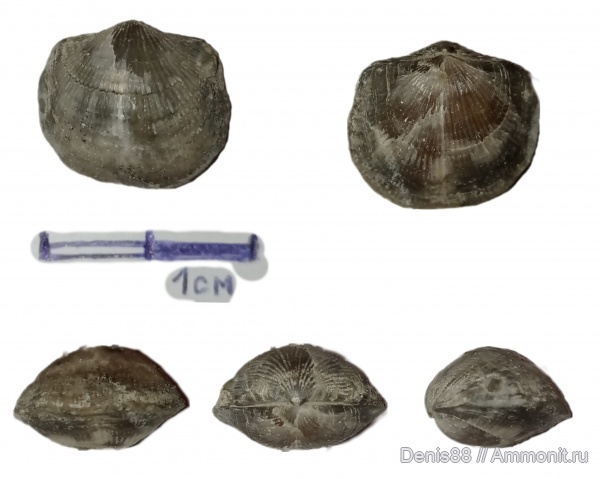 верхний девон, франский ярус, Республика Коми, Iowatripa