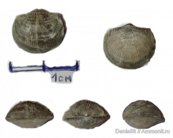 верхний девон, франский ярус, Республика Коми, Iowatripa