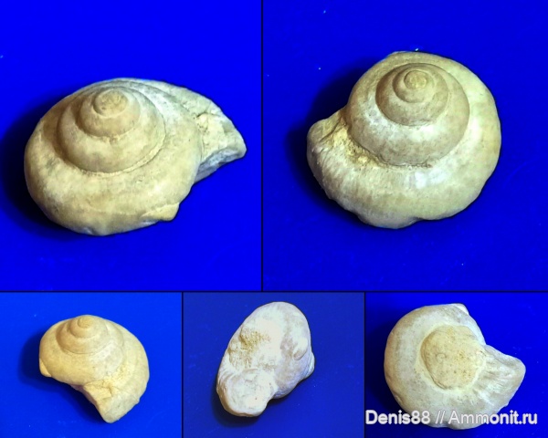 девон, Ухта, Omphalotrochidae