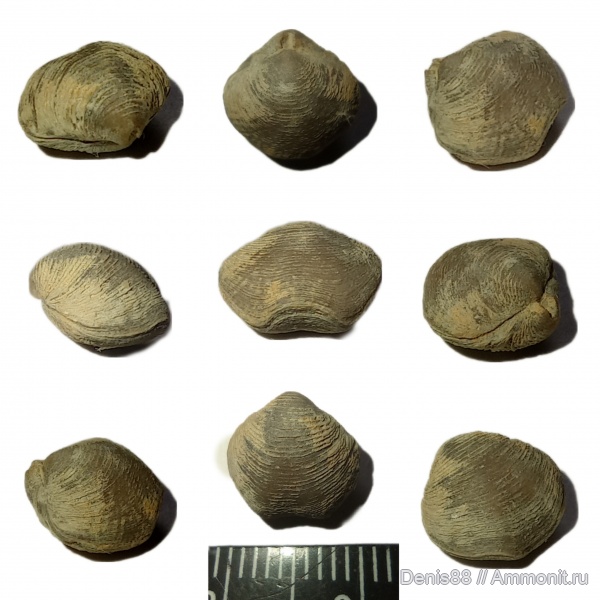 девон, Ухта, Athiris nobilis, Athiris