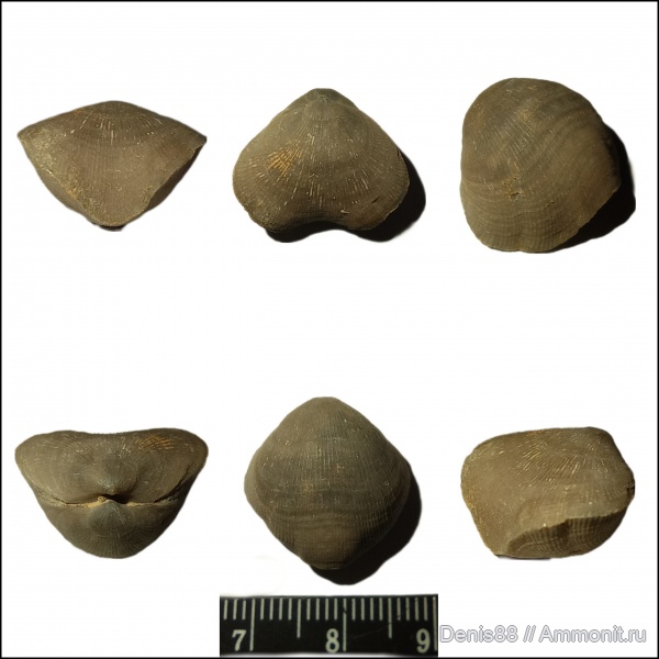 девон, Schizophoria, Ухта, Schizophoria timanica