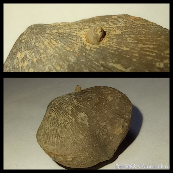 девон, Schizophoria, франский ярус, Ухта, Schizophoria timanica