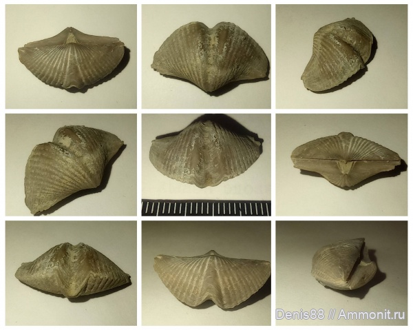 Коми, Eleutherokomma, Ухта, Eleutherokomma novosibiricus, устьярегская свита