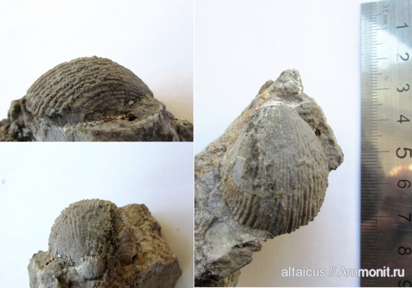 силур, Pentamerida, Алтай, разрез Тигирек, Conchidium