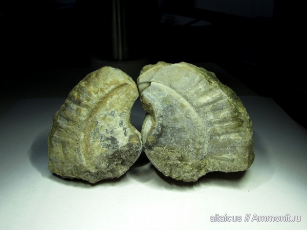 брахиоподы, силур, Алтай