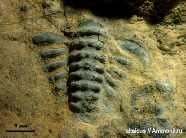 трилобиты, силур, Encrinuridae, Алтай