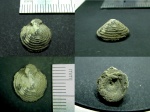 Palaeacmaea?