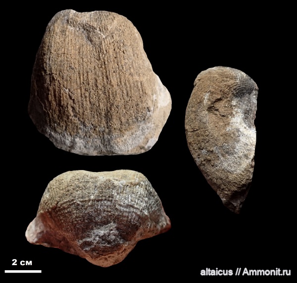 карбон, brachiopoda, Кузбасс, Productida