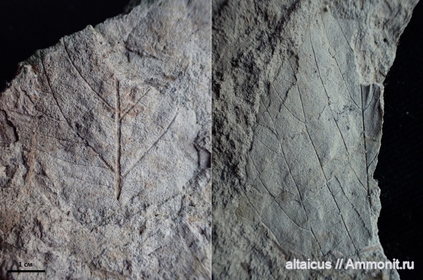 мел, коньяк, Кемеровская область, Magnoliophyta, Platanaceae, Paraprotophyllum antibessiense