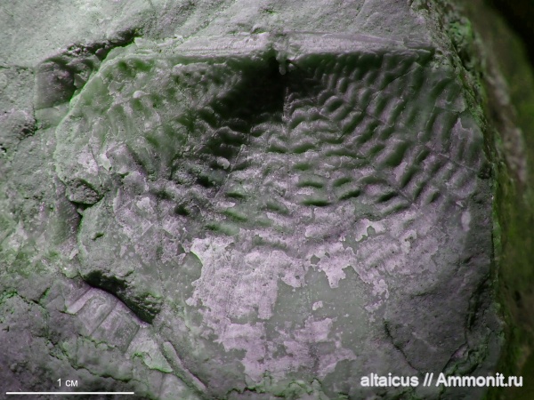 девон, brachiopoda, Strophomenida, Cymostrophia, Cymostrophia stephani