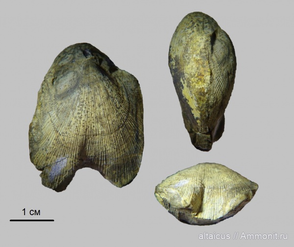 девон, brachiopoda, нижний девон, Алтайский край