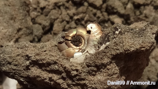 аммониты, юрский период, Еганово, Раменский ГОК