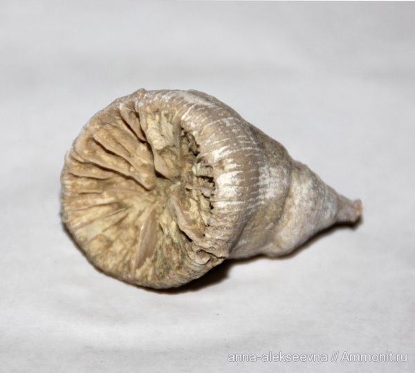 мел, кораллы