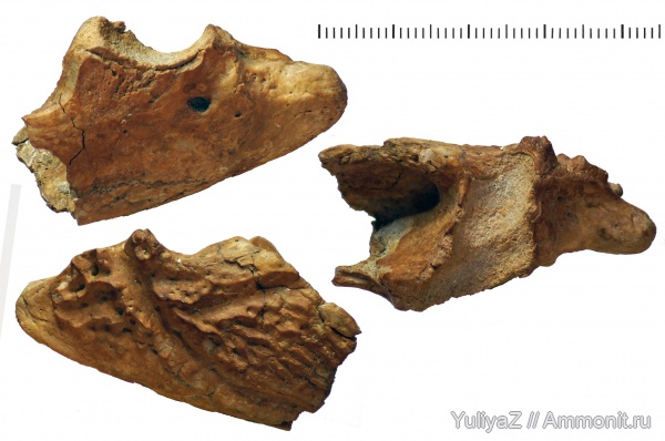 триас, Самарская область, Benthosuchus, лабиринтодонты, Benthosuchus sushkini, Benthosuchidae, Trematosauroidea, Benthosuchinae