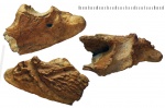Фрагмент нижней челюсти Benthosuchus sushkini