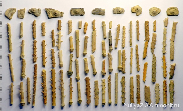 морские ежи, юра, Самарская область