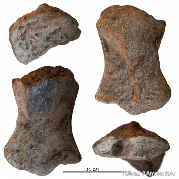 ихтиозавры, Ульяновская область, плечевая кость, Arthropterygius lundi, Arthropterygius, проподий