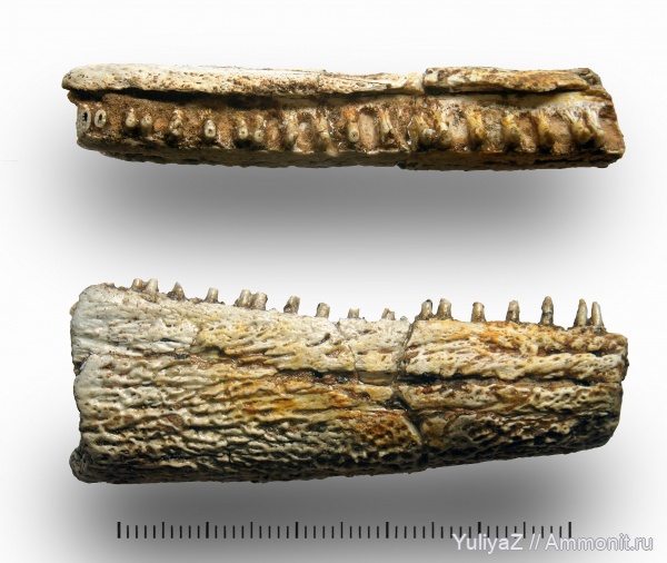 триас, Benthosuchus, лабиринтодонты, Benthosuchidae, Trematosauroidea, Benthosuchinae