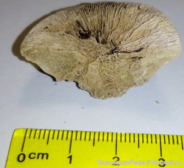 эоцен, мандрыковские слои, Trochoseris