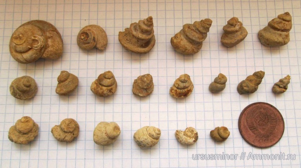 гастроподы, Pleurotomaria, нижний мел, Крым, готерив, Научный, нижний готерив