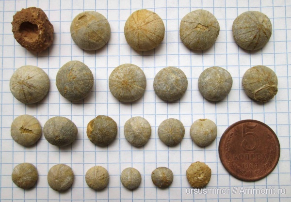 морские ежи, мел, нижний мел, Крым, готерив, баррем, Discoidea karakaschi, Phymosoma, Верхоречье, Discoidea, Научный, нижний готерив