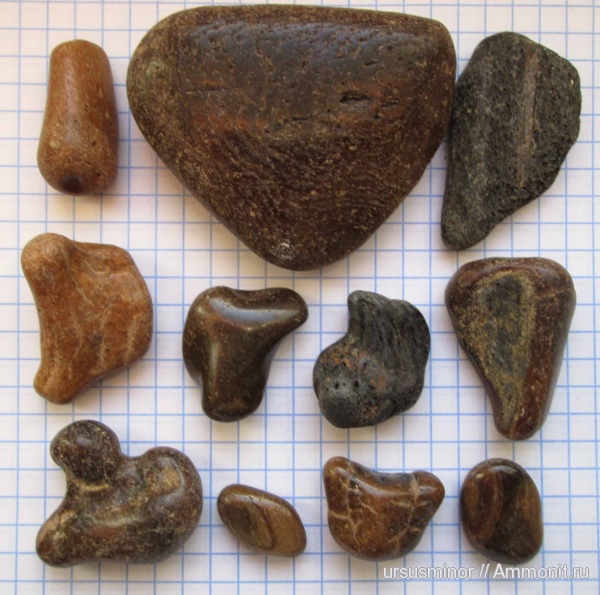 млекопитающие, Крым, Керчь, Керченский полуостров, Юркино