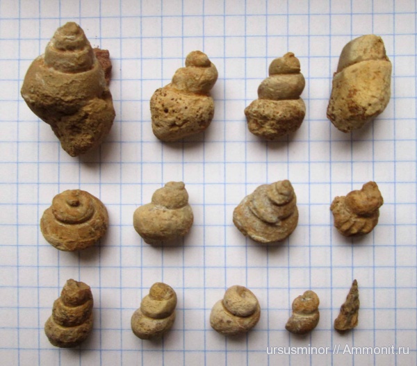 гастроподы, моллюски, мел, нижний мел, Крым, готерив, Научный, нижний готерив