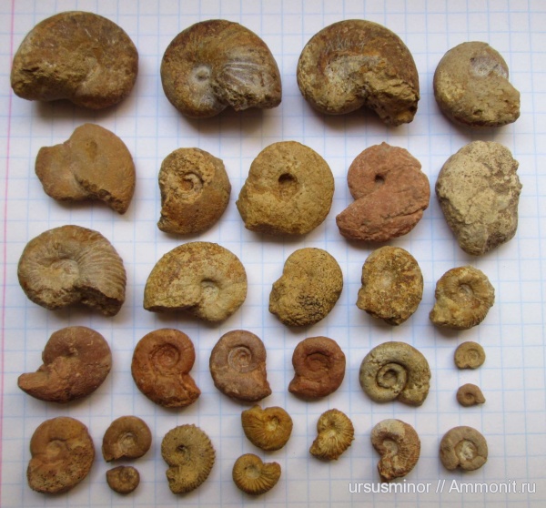 аммониты, мел, Крым, готерив, баррем, нижний баррем, Phyllopachyceras