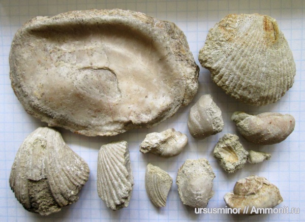 мел, двустворки, альб, Крым, Бахчисарайский район, верхний альб