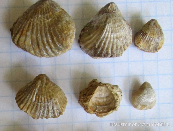 брахиоподы, Крым, готерив, Cyclothyris, Бахчисарайский район, нижний готерив