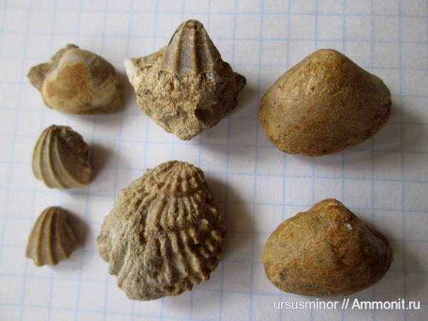 готерив, валанжин, Neithea, нижний готерив, Astrate moreausa, Astrate, Neithea neocomiensis