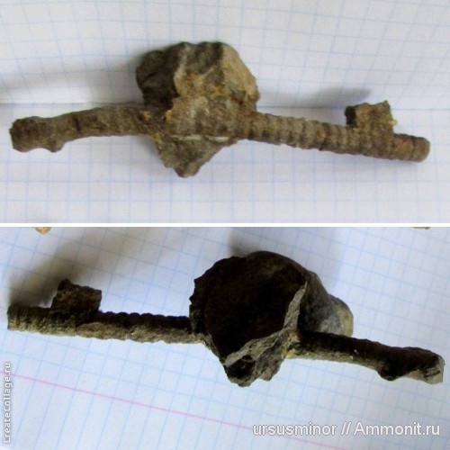 иглокожие, оксфорд, криноидеи, Крым, Новый Свет, Millericrinus escheri, Millericrinus