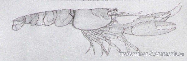 Франция, раки, Швейцария, Крым, готерив, апт, валанжин, Англия, Hoploparia, нижний готерив, Hoploparia dentata, верхний валанжин