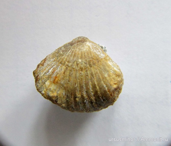 брахиоподы, Крым, готерив, валанжин, Cyclothyris, нижний готерив, Commissural asymmetry, Asymmetry in brachiopods, Редукция лофофора, Прижизненные деформации (уродство) брахиопод, свита бечку