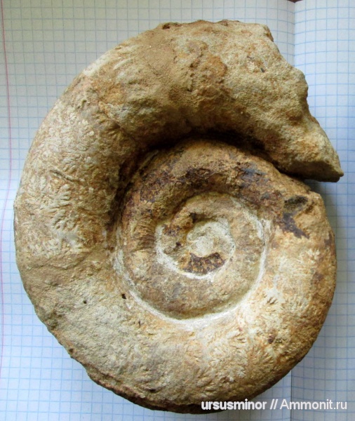 Biasaloceras, валанжин, верхний валанжин