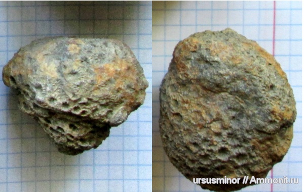 колониальные кораллы, ?, Stylina, Cyathopora