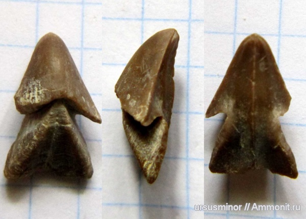 апт, ринхолиты, Hadrocheilus, нижний апт