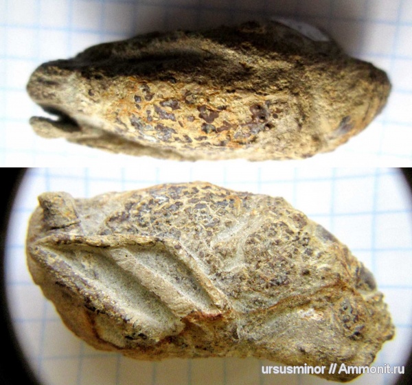 раки, готерив, нижний готерив, Mecochiridae, Glypheidea, Meyeria, Meyeria ornata