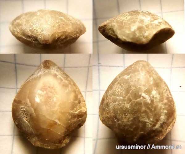 брахиоподы, готерив, ?, Terebratulida, нижний готерив