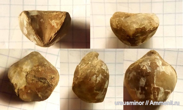 баррем, нижний баррем, Lacunosella, Lacunosella moutoniana