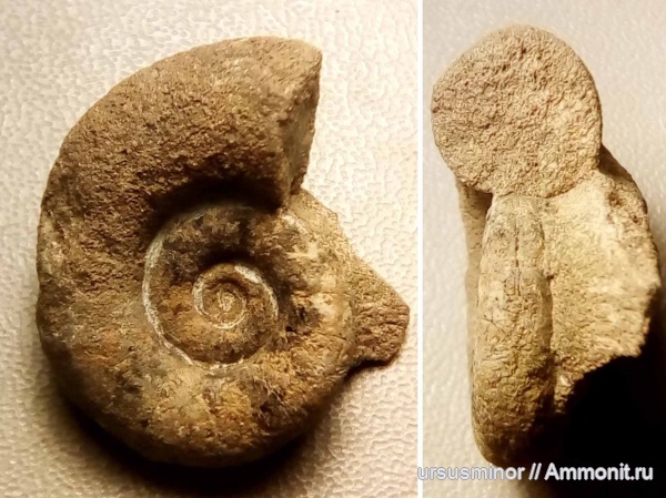 Dinolytoceras, Dinolytoceras adelae