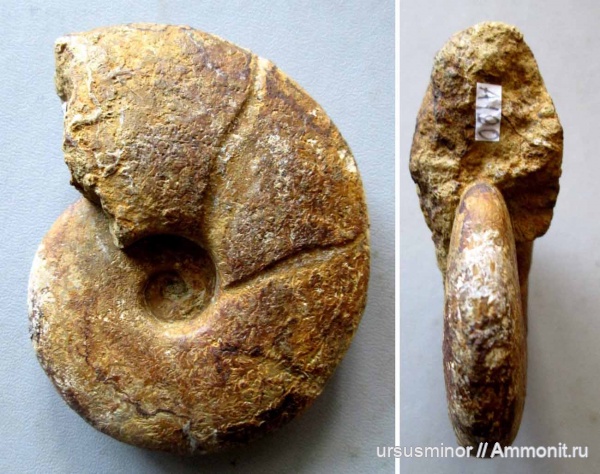 нижний баррем, Barremites, Barremites psilotatus