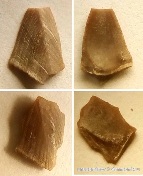 Cirripedia, нижний апт, усоногие раки, верхний баррем