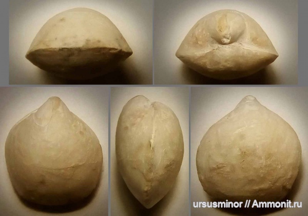 турон, Terebratulida, верхний турон, Najdinothyris becksii, Najdinothyris