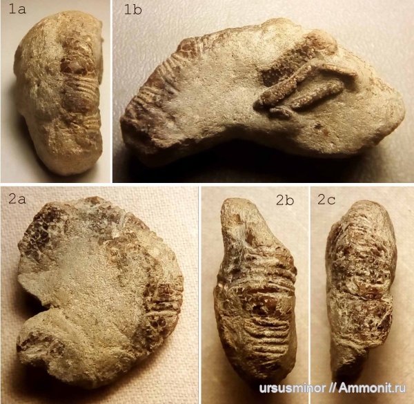 раки, готерив, нижний готерив, Mecochiridae, Glypheidea, Meyeria, Meyeria ornata