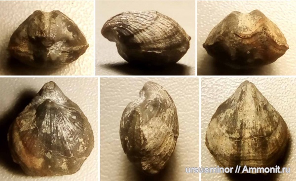 келловей, Terebratulida, Dictyothyris, Dictyothyris gzheliensis