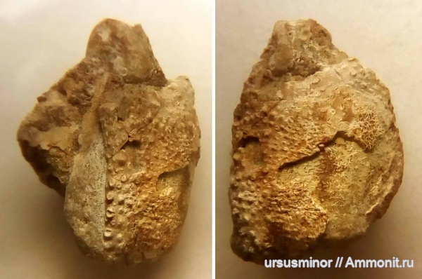 раки, нижний готерив, Palaeopagurus, раки-отшельники, Palaeopagurus couloni